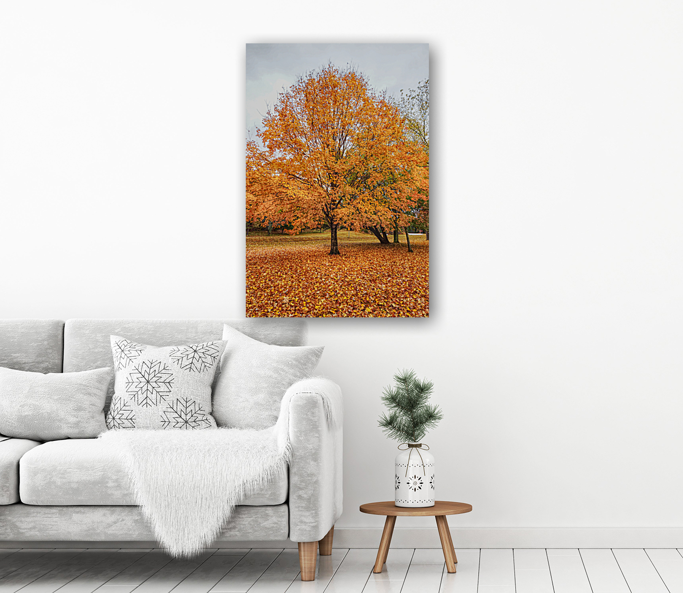 Orange Sugar Maple Reproduction