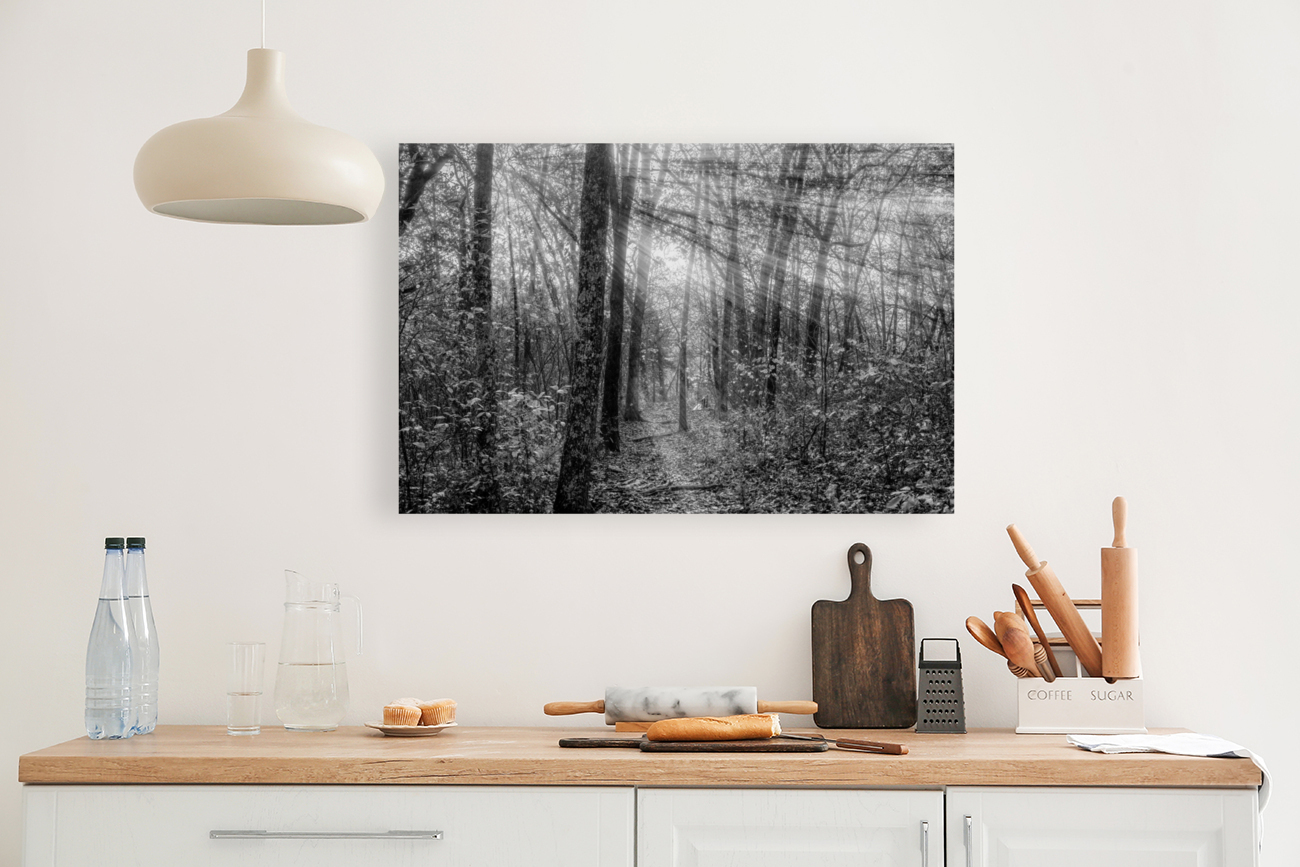 Sunrays Through Henning Conservation Woods Grayscale Reproduction