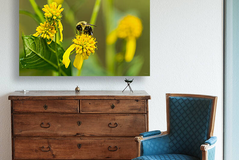Bumblebee by Jennifer White
