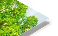 American Ash Tree HD Metal print