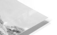 Juniper Growing In White Pocket Grayscale HD Metal print