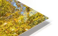 Fall Is In The Trees HD Metal print