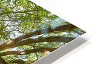 Mighty Angel Oak HD Metal print