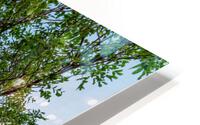 Tree Framed Pikes Peak HD Metal print