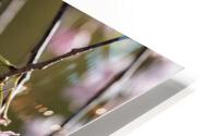 Weeping Cherry Blossoms HD Metal print