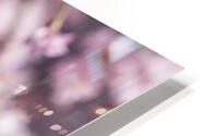 Pink Cherry Blossoms HD Metal print