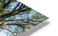Springtime At Chicago Skyline HD Metal print