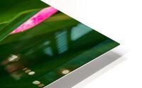 Calla Roll HD Metal print