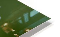 Queen Annes Lace HD Metal print