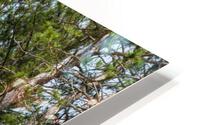 Tall Pines HD Metal print