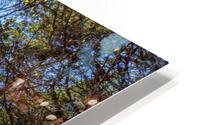 Sunshine Through A Pine Tree HD Metal print