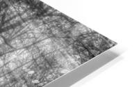 Sunrays Through Henning Conservation Woods Grayscale HD Metal print