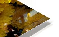 Golden Mums HD Metal print