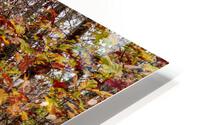 Autumn Bliss HD Metal print