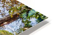 Dillard Mills Cool Tree HD Metal print