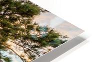 Pine Tree Colorado Sunset HD Metal print