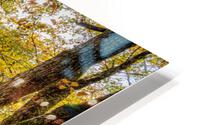 Fall Forest Stairs HD Metal print