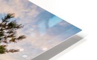 Colorado Pine Tree Sunset HD Metal print