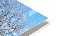 Crooked Winter Trees Springfield HD Metal print