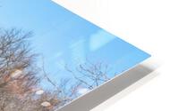 Springfield Crooked Winter Trees HD Metal print