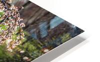 Little Weeping Cherry Tree HD Metal print