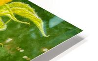 Bee And Sunflower Painterly HD Metal print