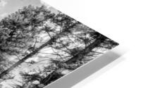 Colorado Pine Trees Grayscale HD Metal print