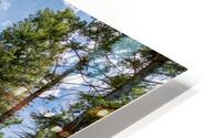 Colorado Pine Trees HD Metal print