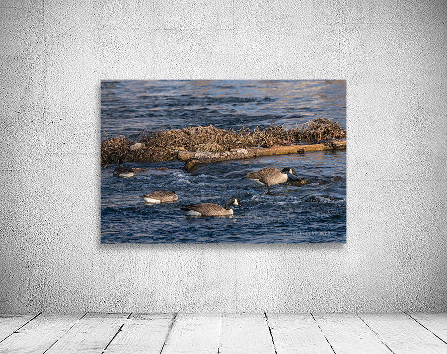 Canada Geese And Rapids Wall Preview