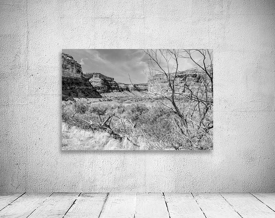 Dead Tree Colorado River Utah Grayscale Wall Preview