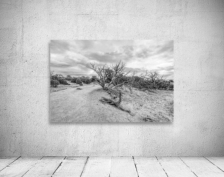 Juniper Along Mesa Arch Trail Grayscale Wall Preview