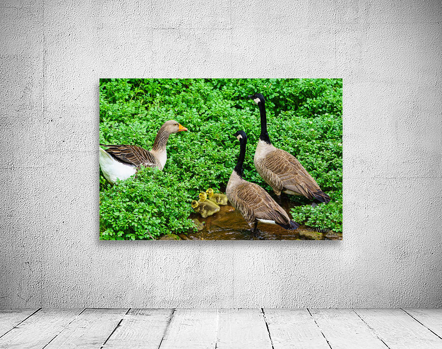Protective Goose Family Wall Preview