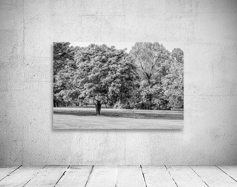 American Ash Tree Wall Preview