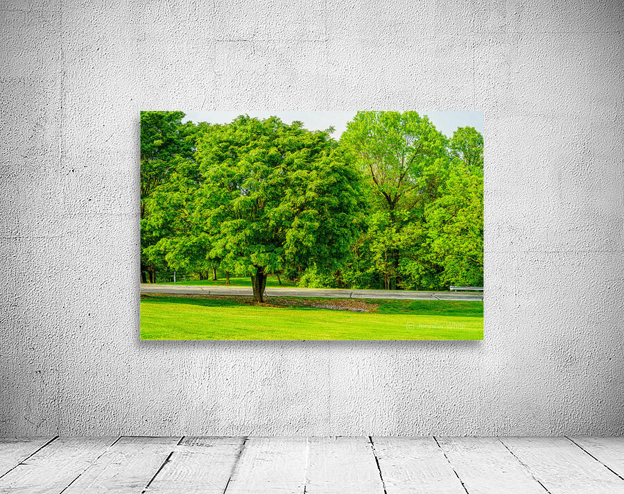 American Ash Tree Wall Preview