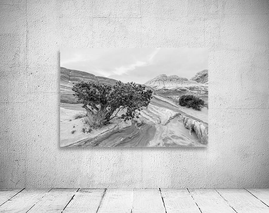 Juniper Growing In White Pocket Grayscale Wall Preview