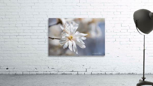 Sun Bathing Star Magnolia Wall Preview