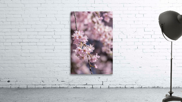 Pink Cherry Blossoms Wall Preview