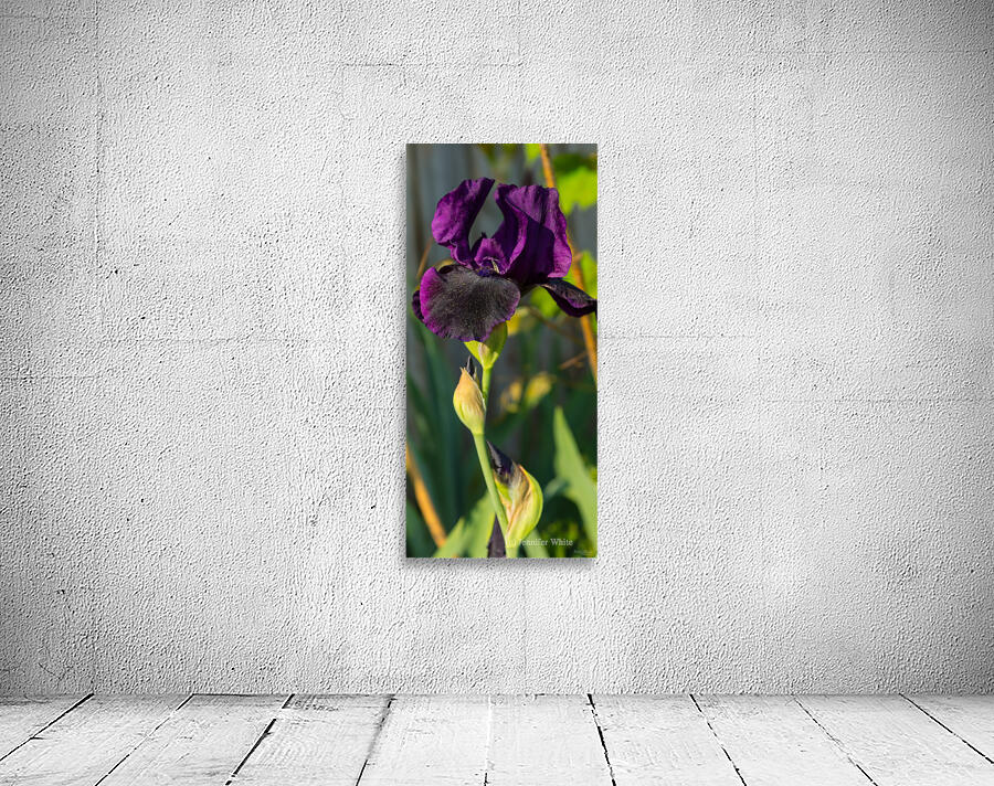 Dark Purple Iris Pano Wall Preview
