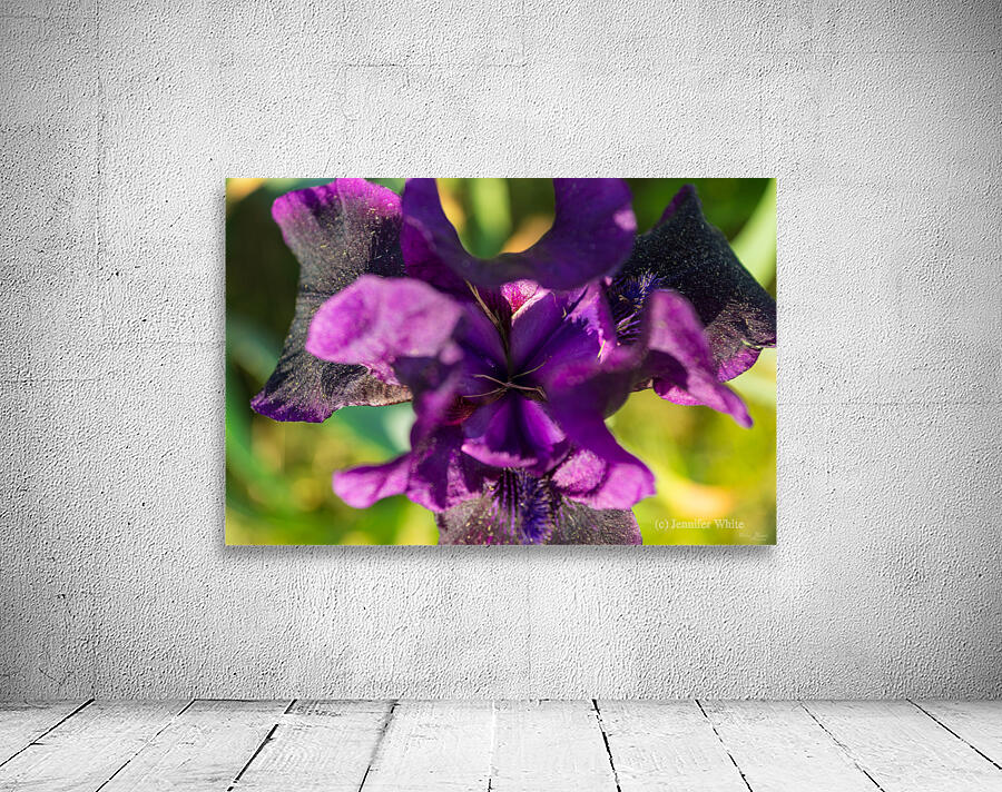 Within An Iris Wall Preview