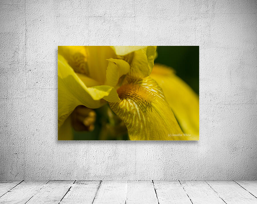 Yellow Iris Beard Wall Preview