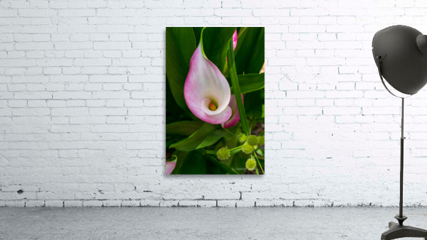 Calla Roll Wall Preview