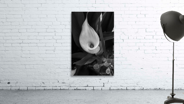 Calla Roll Grayscale Wall Preview