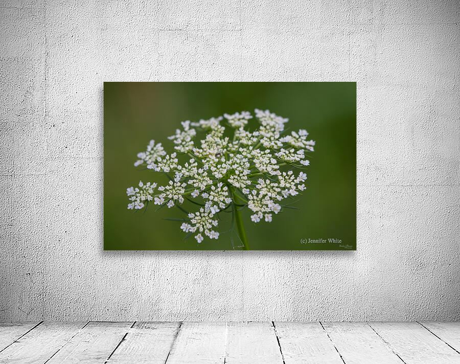 Queen Annes Lace Wall Preview
