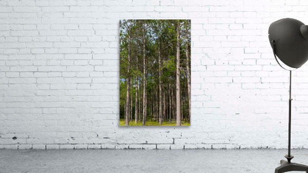 Tall Pines Wall Preview