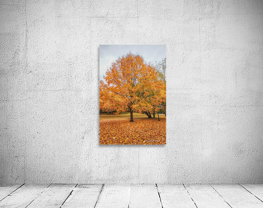 Orange Sugar Maple Wall Preview