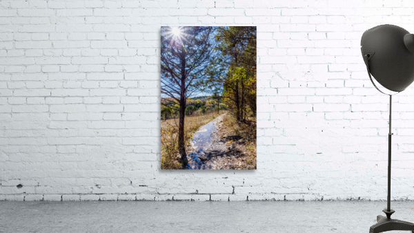 Sunshine Through A Pine Tree Wall Preview