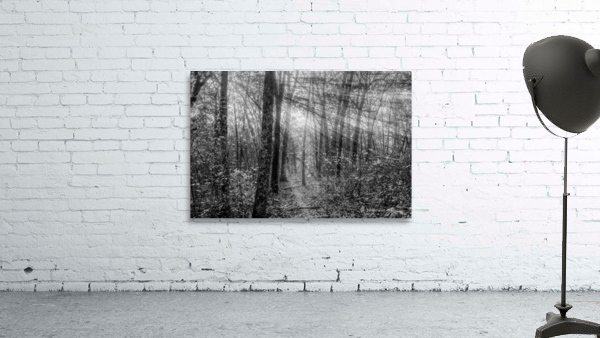 Sunrays Through Henning Conservation Woods Grayscale Wall Preview