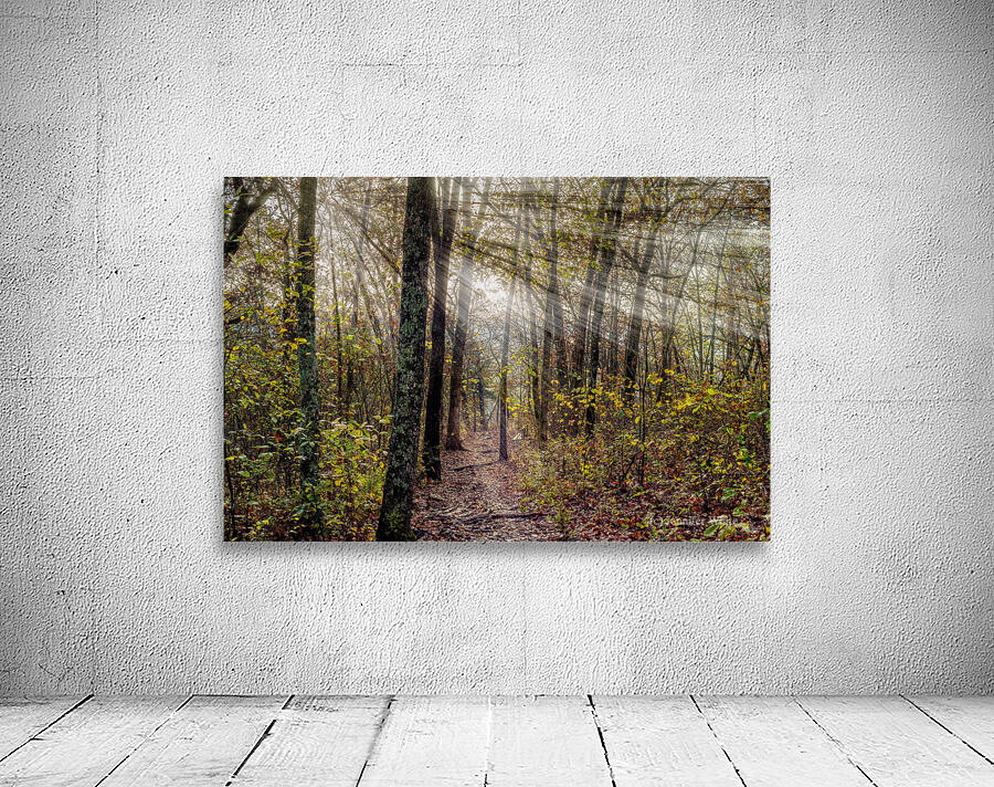 Sunrays Through Henning Conservation Woods Wall Preview