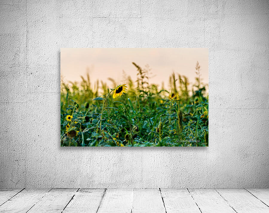 Sunflower Field Evening Wall Preview