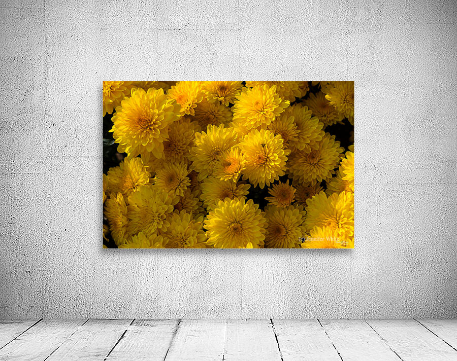 Golden Mums Wall Preview